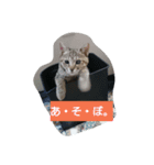 ちゃらコレクション（個別スタンプ：3）