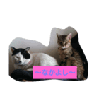 ちゃらコレクション（個別スタンプ：5）