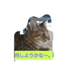 ちゃらコレクション（個別スタンプ：7）