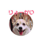コーギーりんちゃん（個別スタンプ：2）