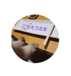 きっちゃん(オス)（個別スタンプ：1）