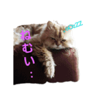 きっちゃん(オス)（個別スタンプ：3）