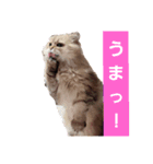 きっちゃん(オス)（個別スタンプ：5）