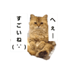 きっちゃん(オス)（個別スタンプ：6）