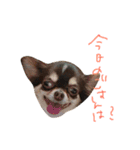 ここぴともなぴ（個別スタンプ：12）
