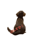 わんわんdogs（個別スタンプ：3）