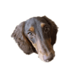 わんわんdogs（個別スタンプ：4）