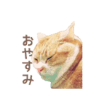猫のももたくん（個別スタンプ：5）