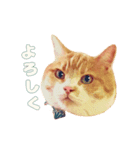 猫のももたくん（個別スタンプ：7）