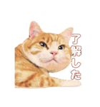 猫のももたくん（個別スタンプ：9）