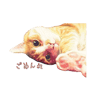 猫のももたくん（個別スタンプ：10）