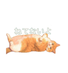 猫のももたくん（個別スタンプ：11）
