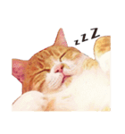 猫のももたくん（個別スタンプ：13）