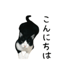おにぎり猫八雲（個別スタンプ：1）