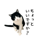 おにぎり猫八雲（個別スタンプ：2）