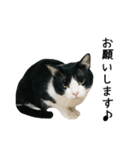 おにぎり猫八雲（個別スタンプ：3）
