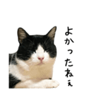 おにぎり猫八雲（個別スタンプ：4）