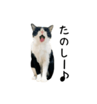 おにぎり猫八雲（個別スタンプ：5）