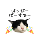 おにぎり猫八雲（個別スタンプ：6）