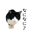 おにぎり猫八雲（個別スタンプ：7）