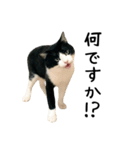 おにぎり猫八雲（個別スタンプ：8）