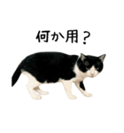 おにぎり猫八雲（個別スタンプ：9）