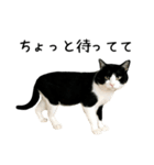 おにぎり猫八雲（個別スタンプ：10）