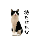おにぎり猫八雲（個別スタンプ：11）