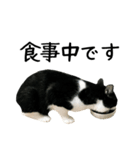 おにぎり猫八雲（個別スタンプ：12）
