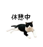 おにぎり猫八雲（個別スタンプ：13）