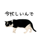 おにぎり猫八雲（個別スタンプ：14）