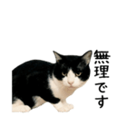 おにぎり猫八雲（個別スタンプ：15）