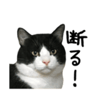 おにぎり猫八雲（個別スタンプ：16）