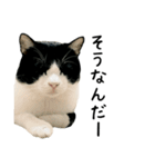 おにぎり猫八雲（個別スタンプ：17）