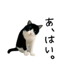 おにぎり猫八雲（個別スタンプ：18）