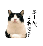 おにぎり猫八雲（個別スタンプ：19）
