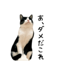 おにぎり猫八雲（個別スタンプ：20）