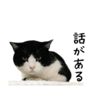 おにぎり猫八雲（個別スタンプ：22）