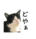 おにぎり猫八雲（個別スタンプ：23）