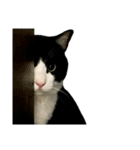 おにぎり猫八雲（個別スタンプ：24）