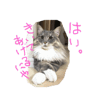 悩みを聞いてあげる猫、 ラムにゃん（個別スタンプ：1）