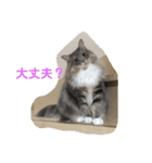 悩みを聞いてあげる猫、 ラムにゃん（個別スタンプ：2）