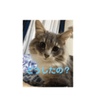 悩みを聞いてあげる猫、 ラムにゃん（個別スタンプ：3）