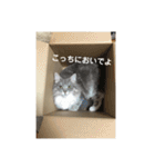 悩みを聞いてあげる猫、 ラムにゃん（個別スタンプ：4）