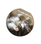 悩みを聞いてあげる猫、 ラムにゃん（個別スタンプ：6）