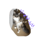 悩みを聞いてあげる猫、 ラムにゃん（個別スタンプ：7）