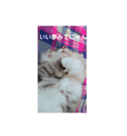 悩みを聞いてあげる猫、 ラムにゃん（個別スタンプ：8）