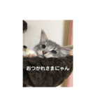 悩みを聞いてあげる猫、 ラムにゃん（個別スタンプ：9）