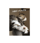悩みを聞いてあげる猫、 ラムにゃん（個別スタンプ：11）