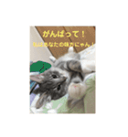 悩みを聞いてあげる猫、 ラムにゃん（個別スタンプ：12）